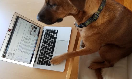 狗玩电脑的图片