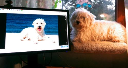 狗玩电脑的图片